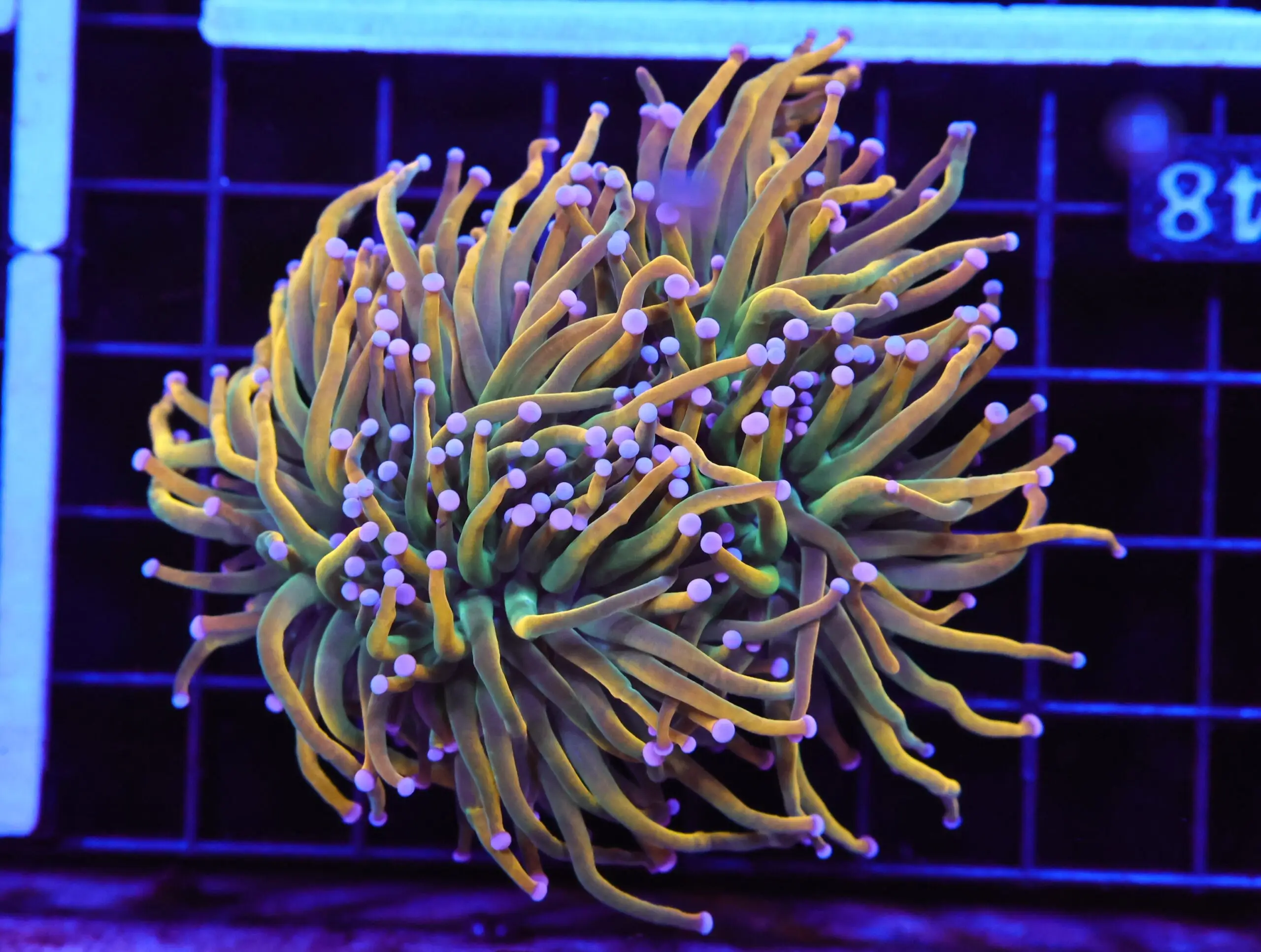 E48 - MALAYSIAN TORCH GRAIL VARIANT 3 HEAD