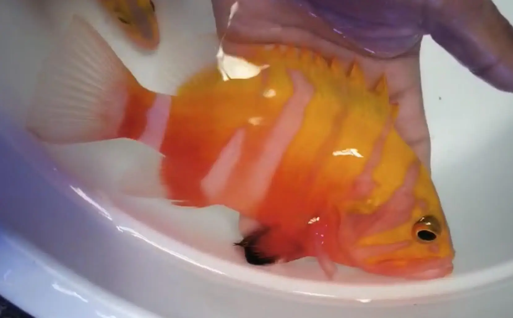 F28 - NEPTUNE GROUPER PREORDER ITEM