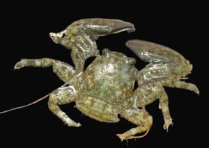 Crab: Porcelain; Atl.