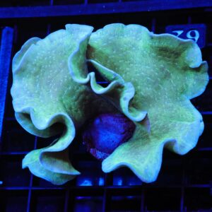 SDC Pavona: Mint Chip Cult