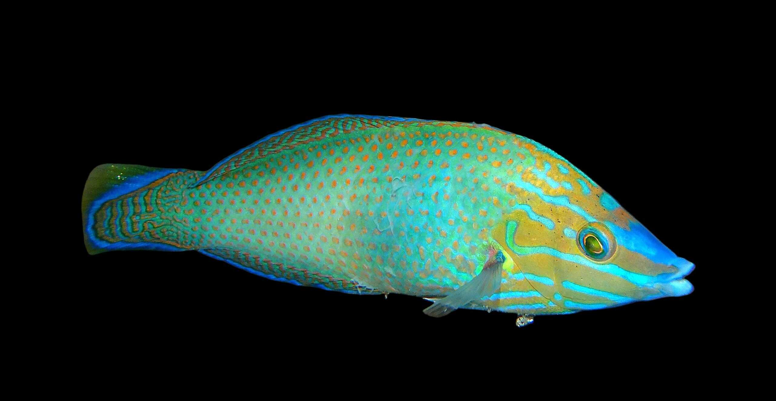 Wrasse: Grey Head Male