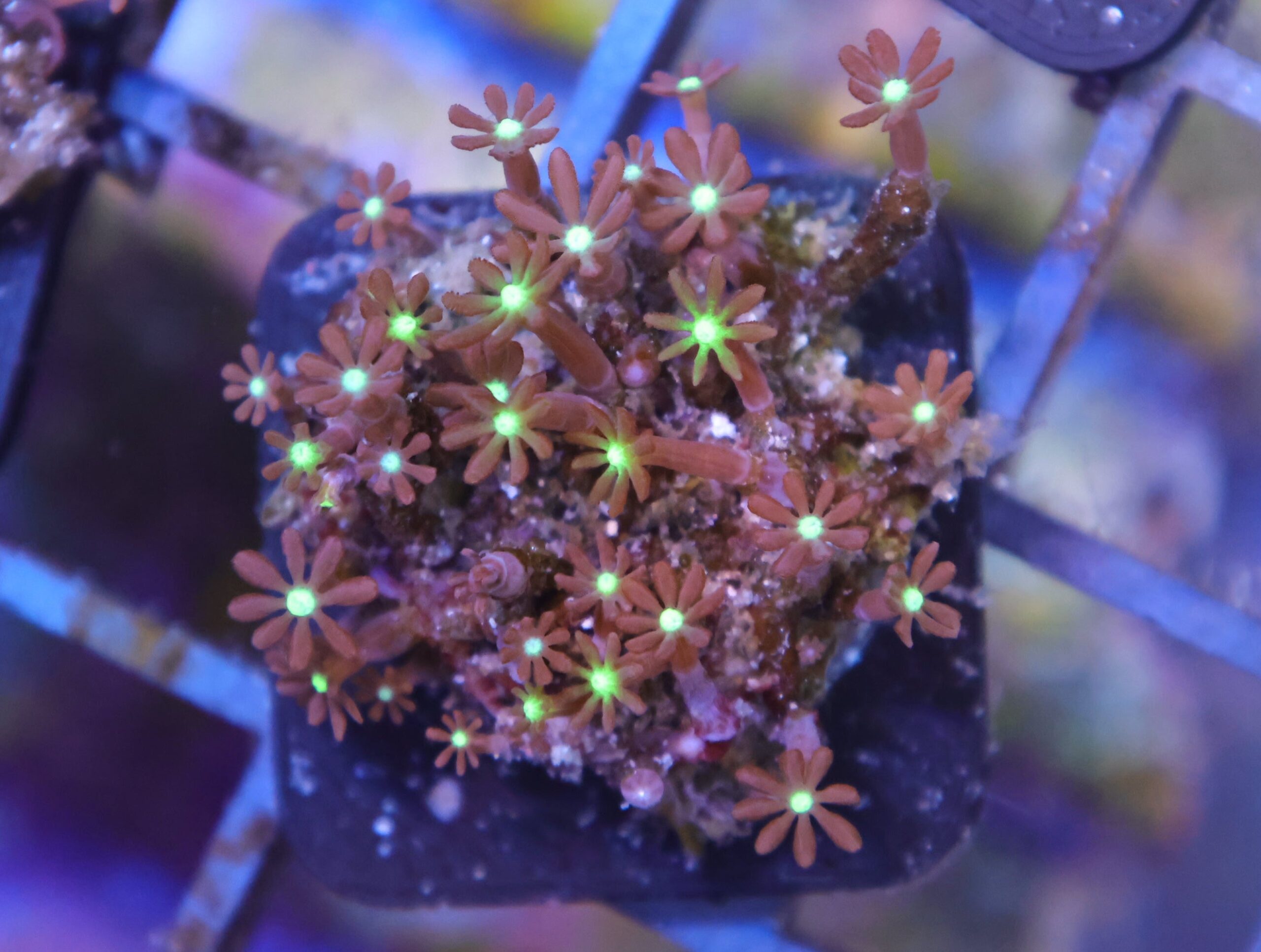 Polyp: Clove; Green Nano