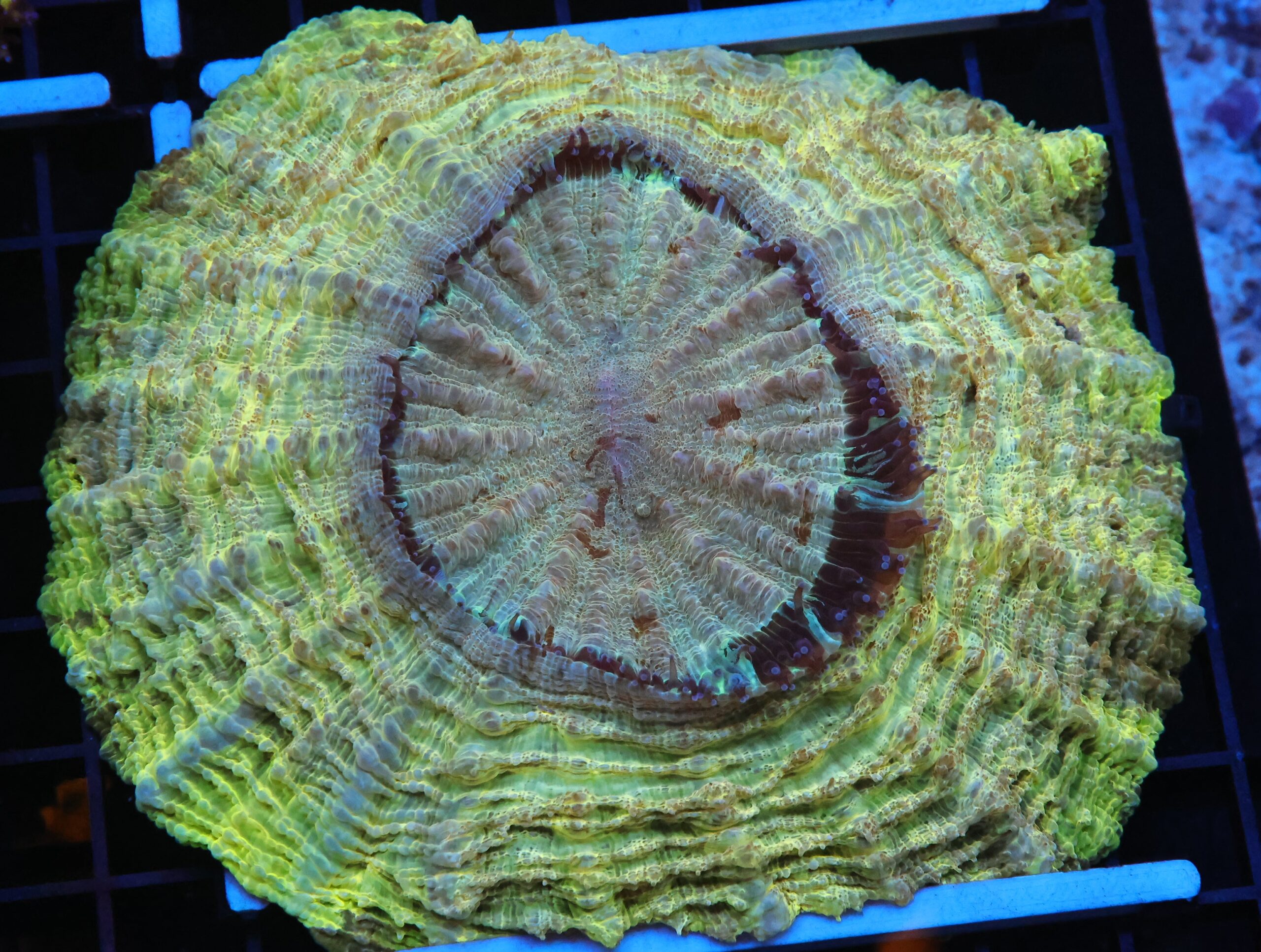 B126 - INDO POT OF GOLD ACANTHOPHYLLIA