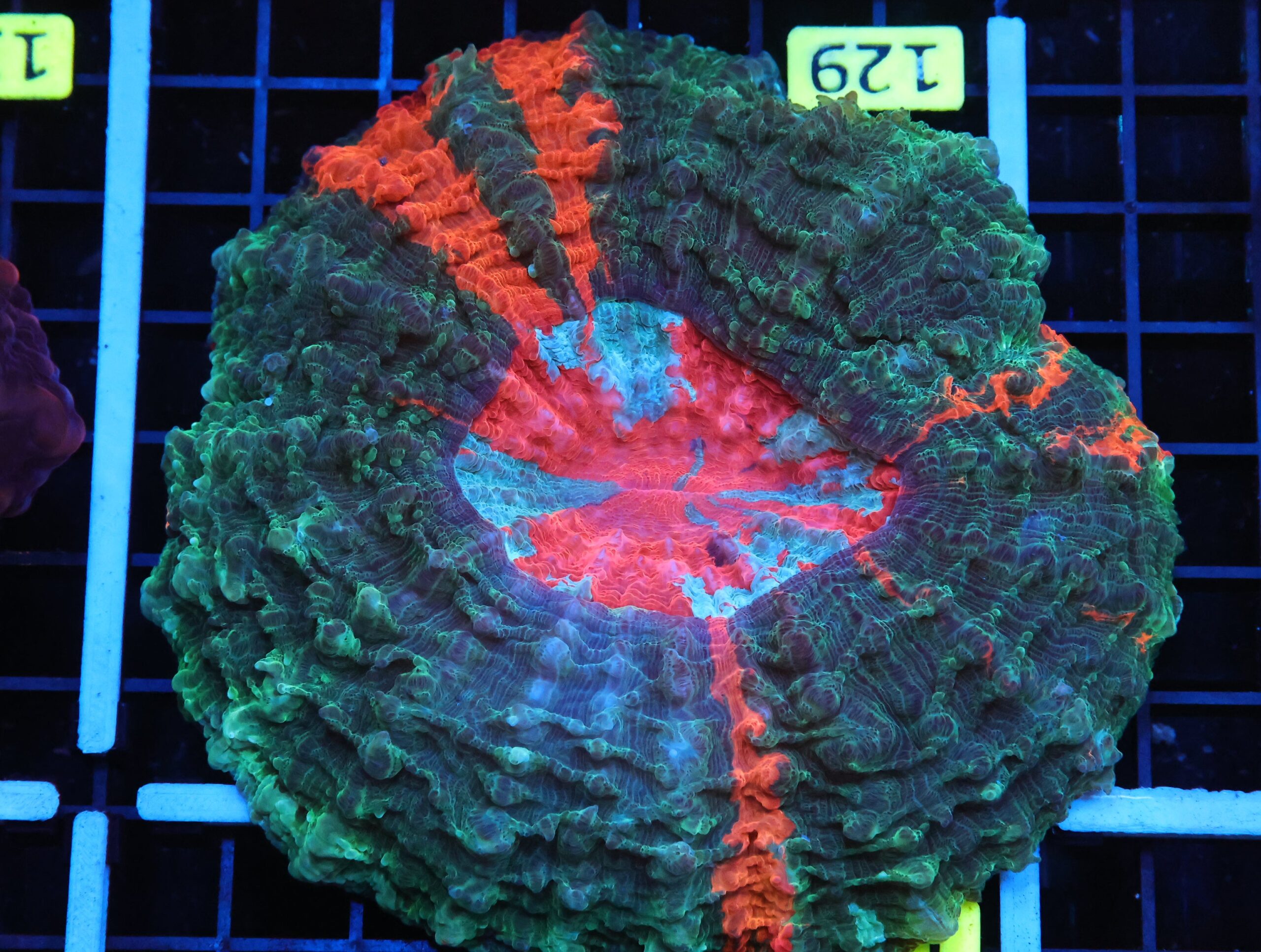 B129 - MALAYSIAN BLOODSHOT EYE ACANTHOPHYLLIA