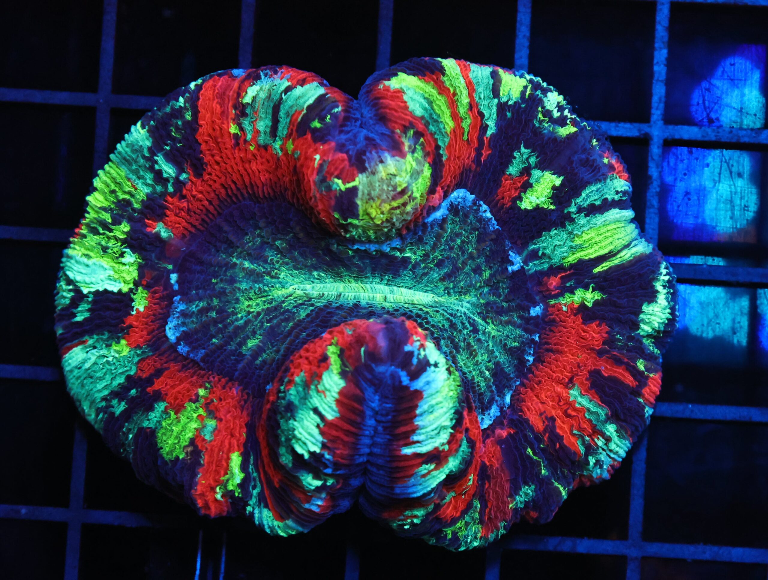 B135 - INDO ULTRA RAINBOW TRACHY