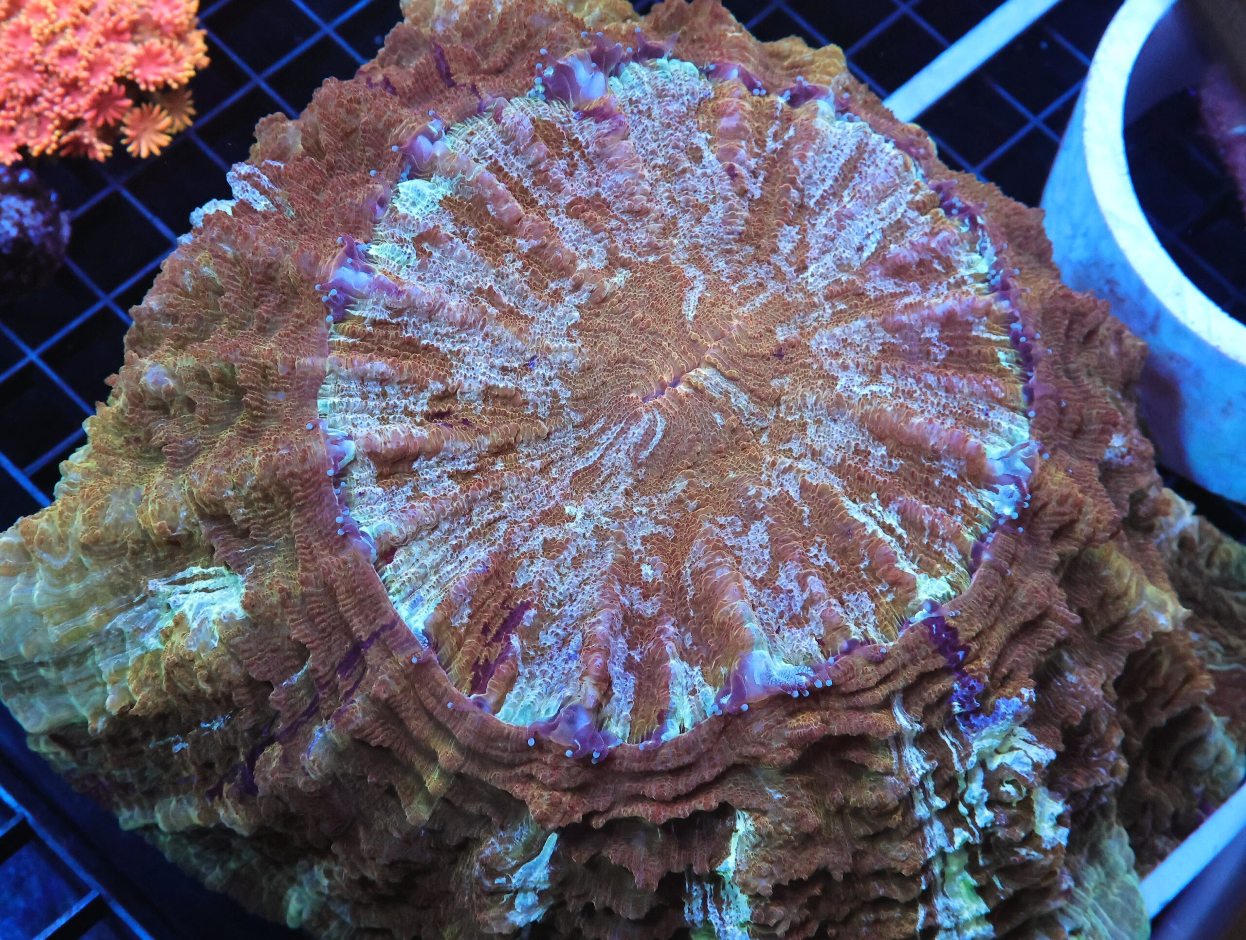 B56 -INDO POT OF GOLD ACANTHOPHYLLIA XL