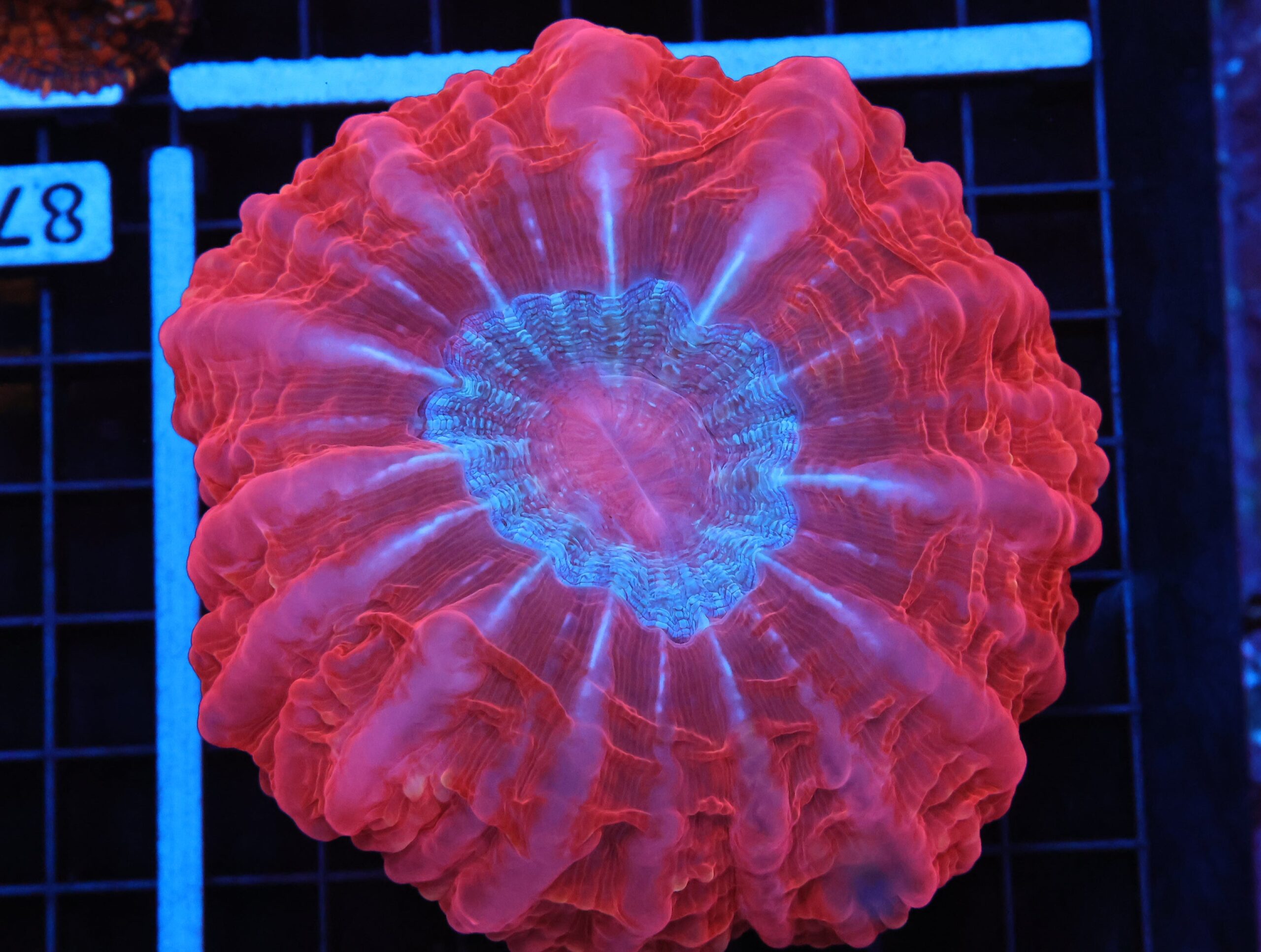 B86 -INDO QUEEN OF HEARTS CYNARINA MASTER GRADE