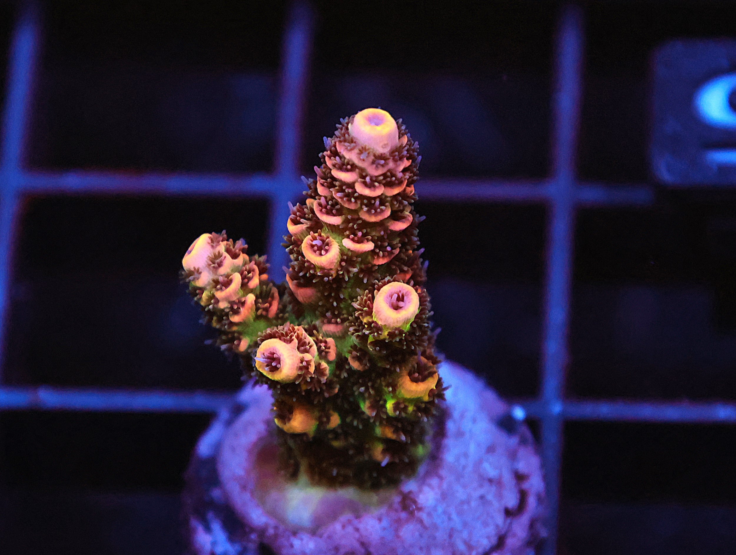 C145 - SDC KING TUT ACRO