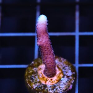 C208 - SDC PINKALICIOUS SERIATOPORA