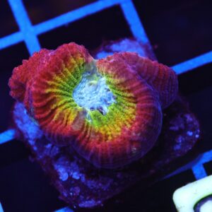 C29 - SDC RAINBOW FAVIA TURQOISE