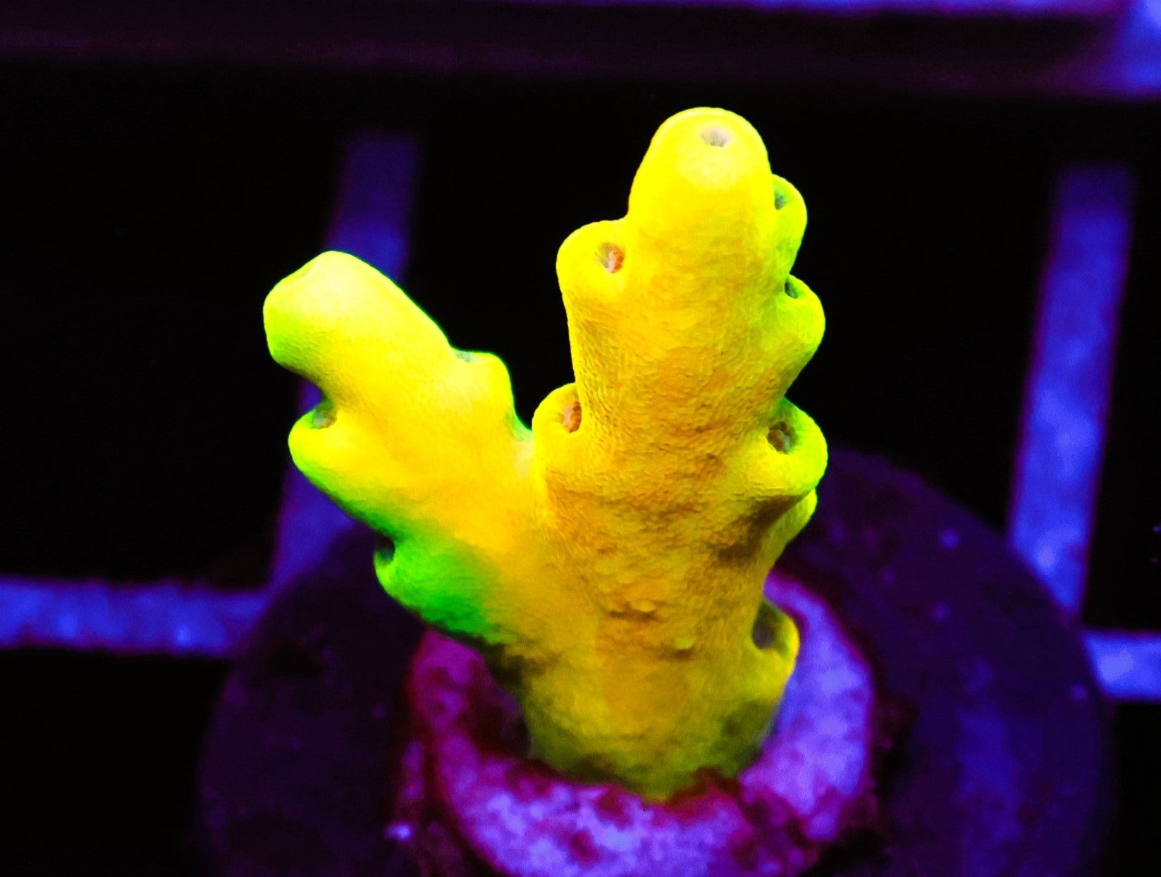 C40 - SDC GOLDILOCKS ACRO