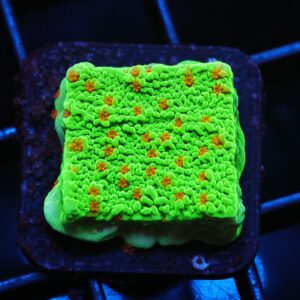 C65 - SDC SEASONS GREETING MONTIPORA