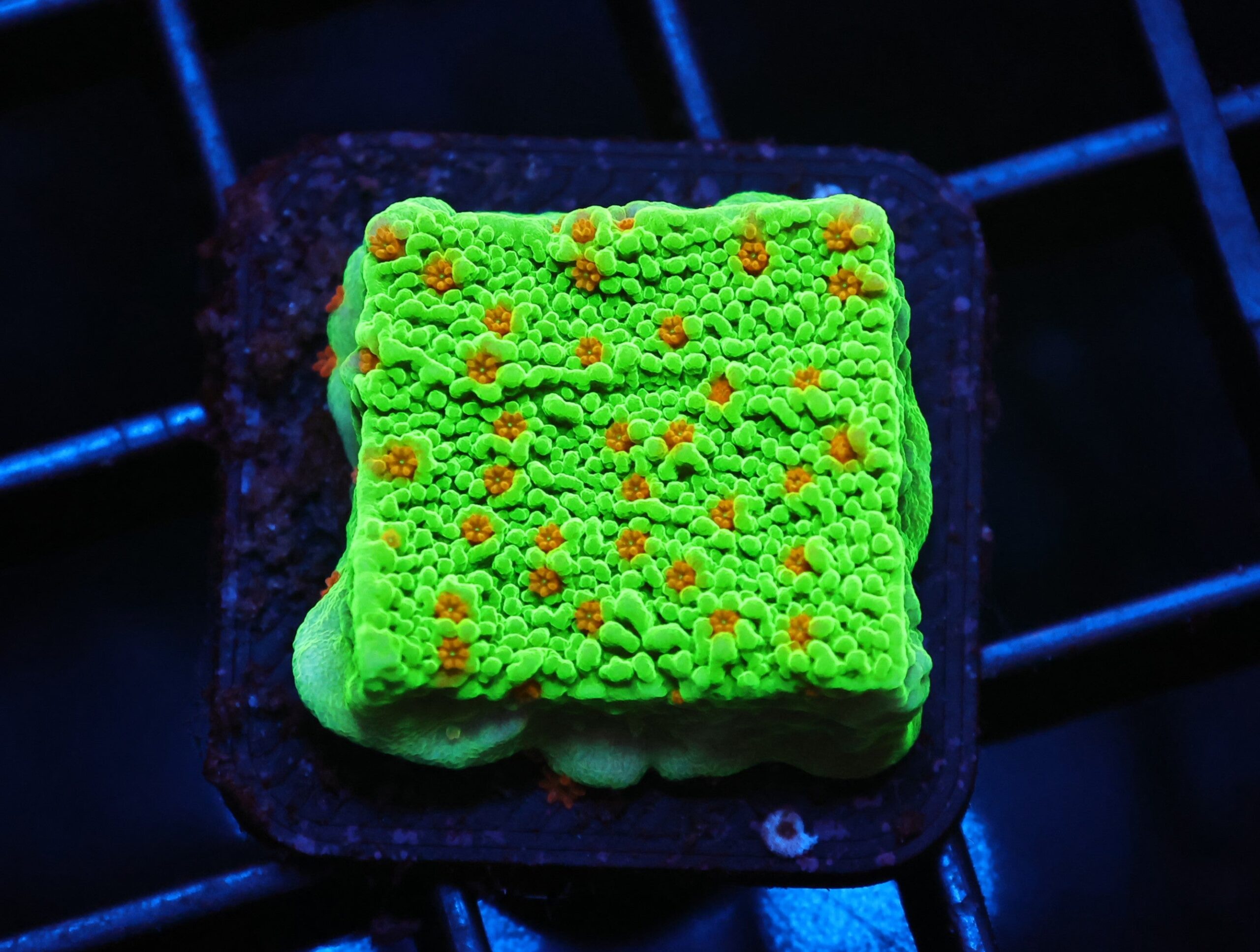 C65 - SDC SEASONS GREETING MONTIPORA