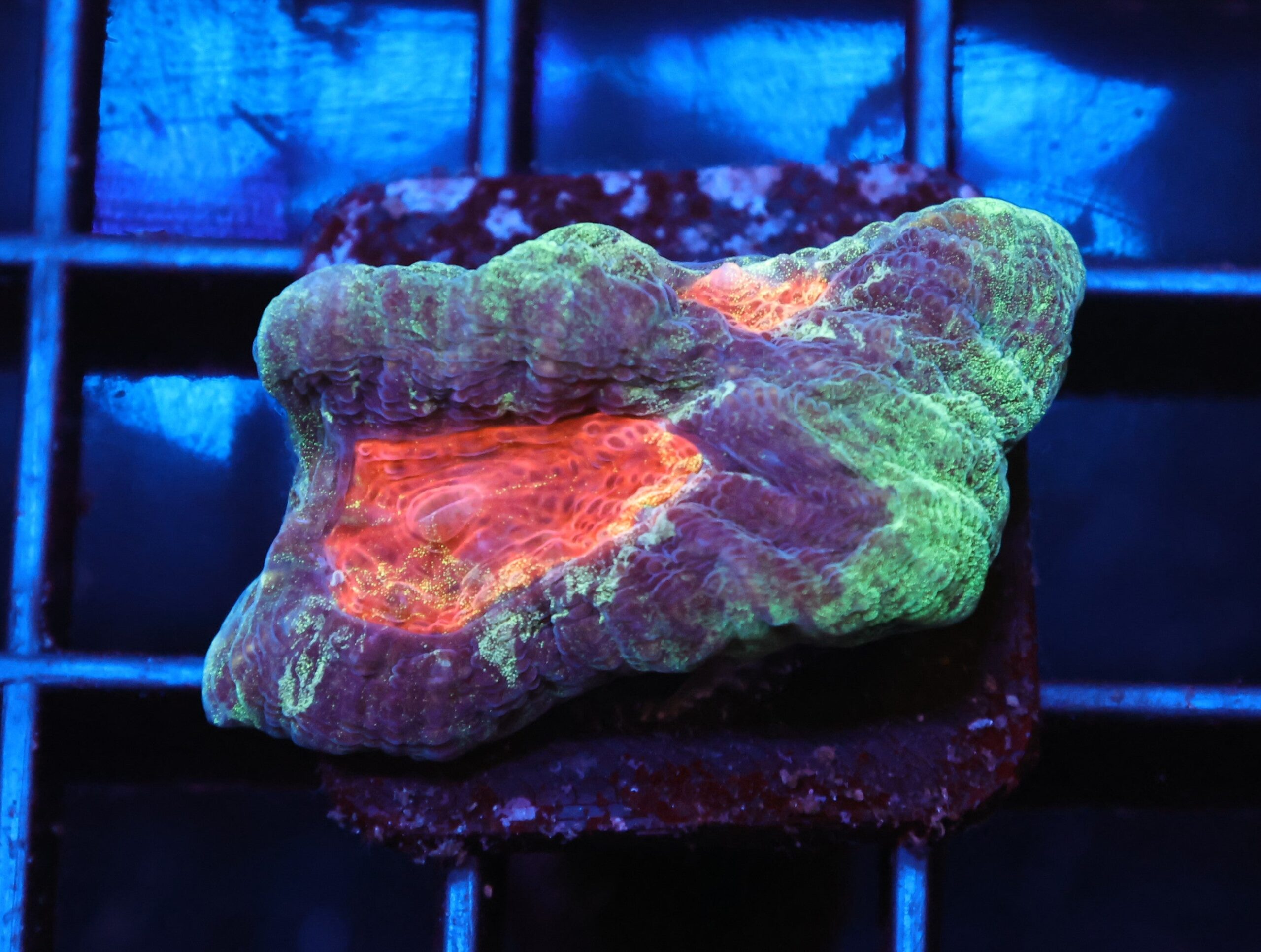 C67 - SDC PICASSO FAVIA