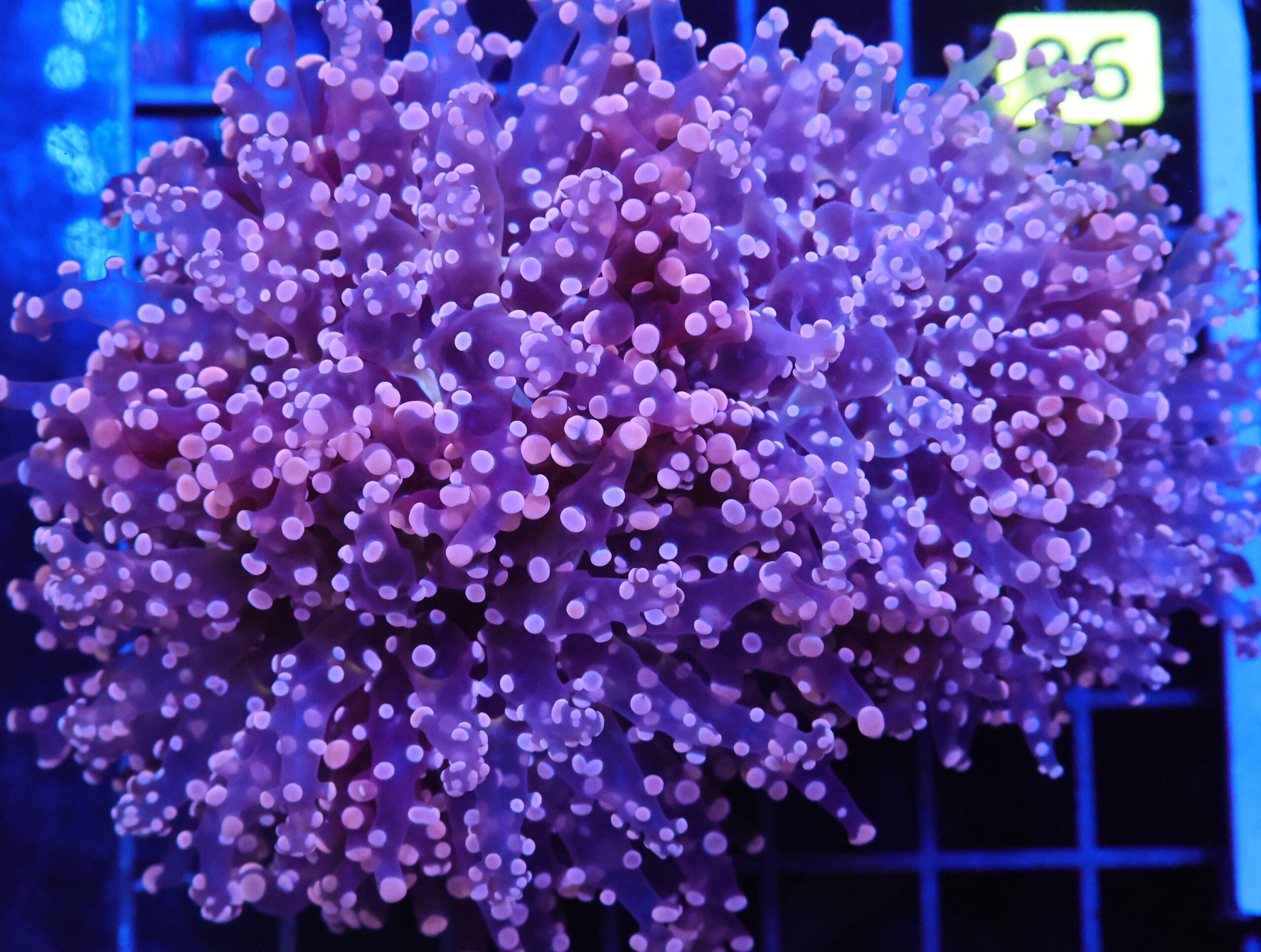 D90 - INDO FROGSPAWN BRANCH PEACH 3 HEAD