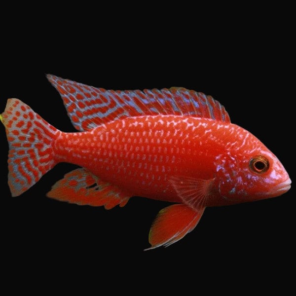 21:Cichlid Peacock Dragons Blood