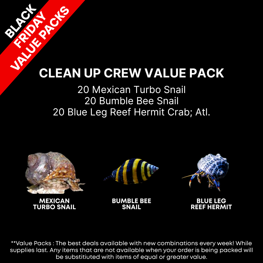 AAA: Clean Up Crew Value Pack