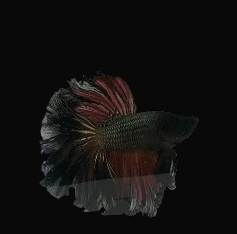 20:Betta Hlf Mn Rose Petl Male