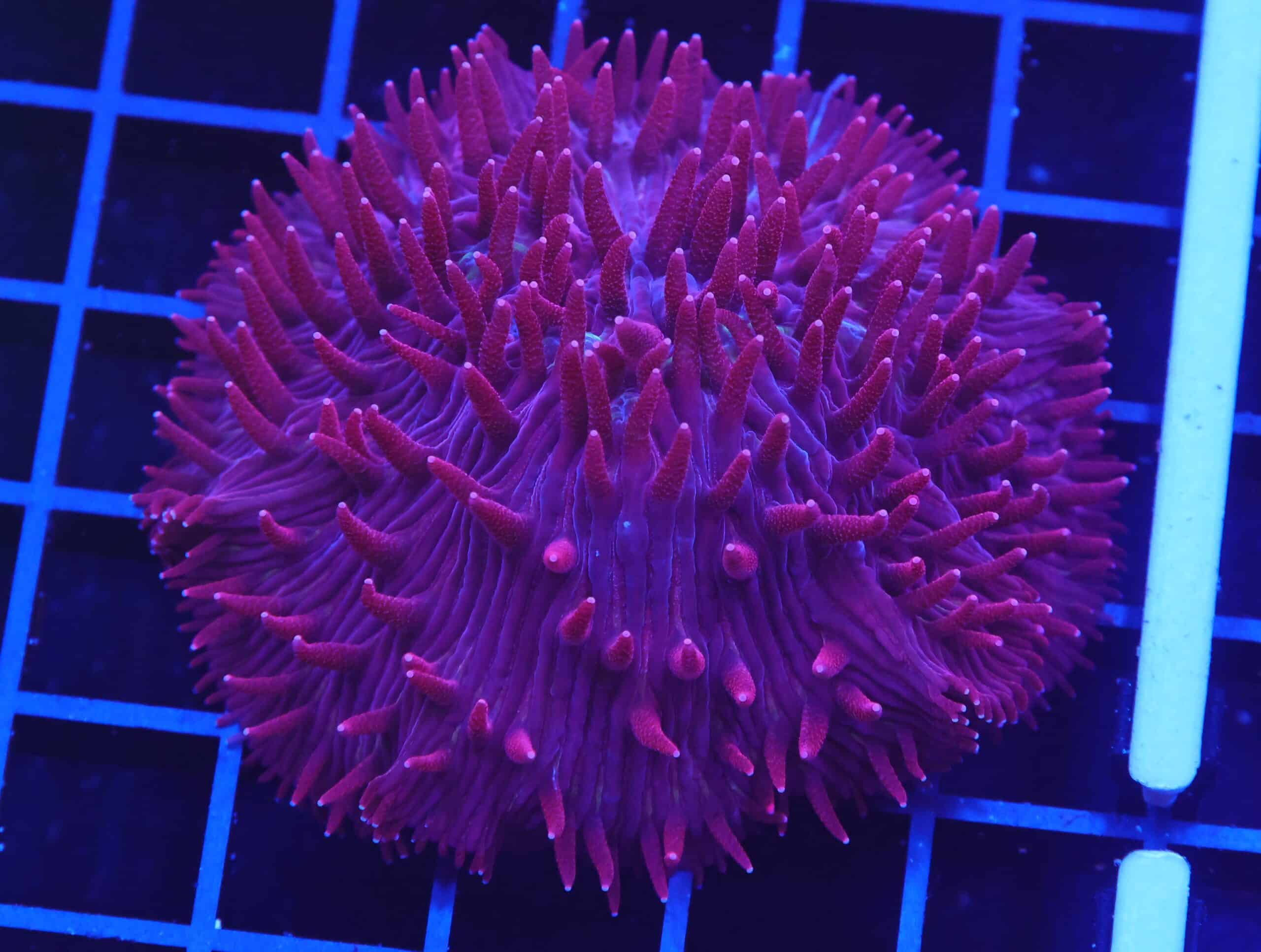 B64 -INDO MAROON MADNESS FUNGIA