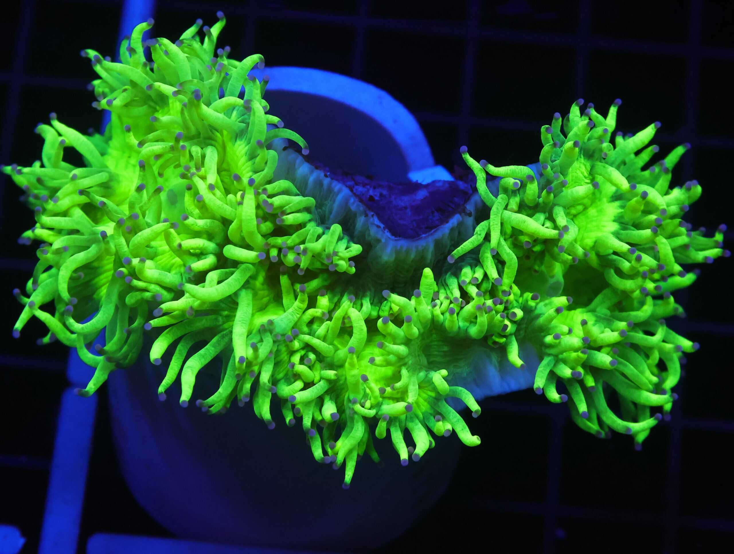 B67 -INDO PURPLE TIP ELEGANCE