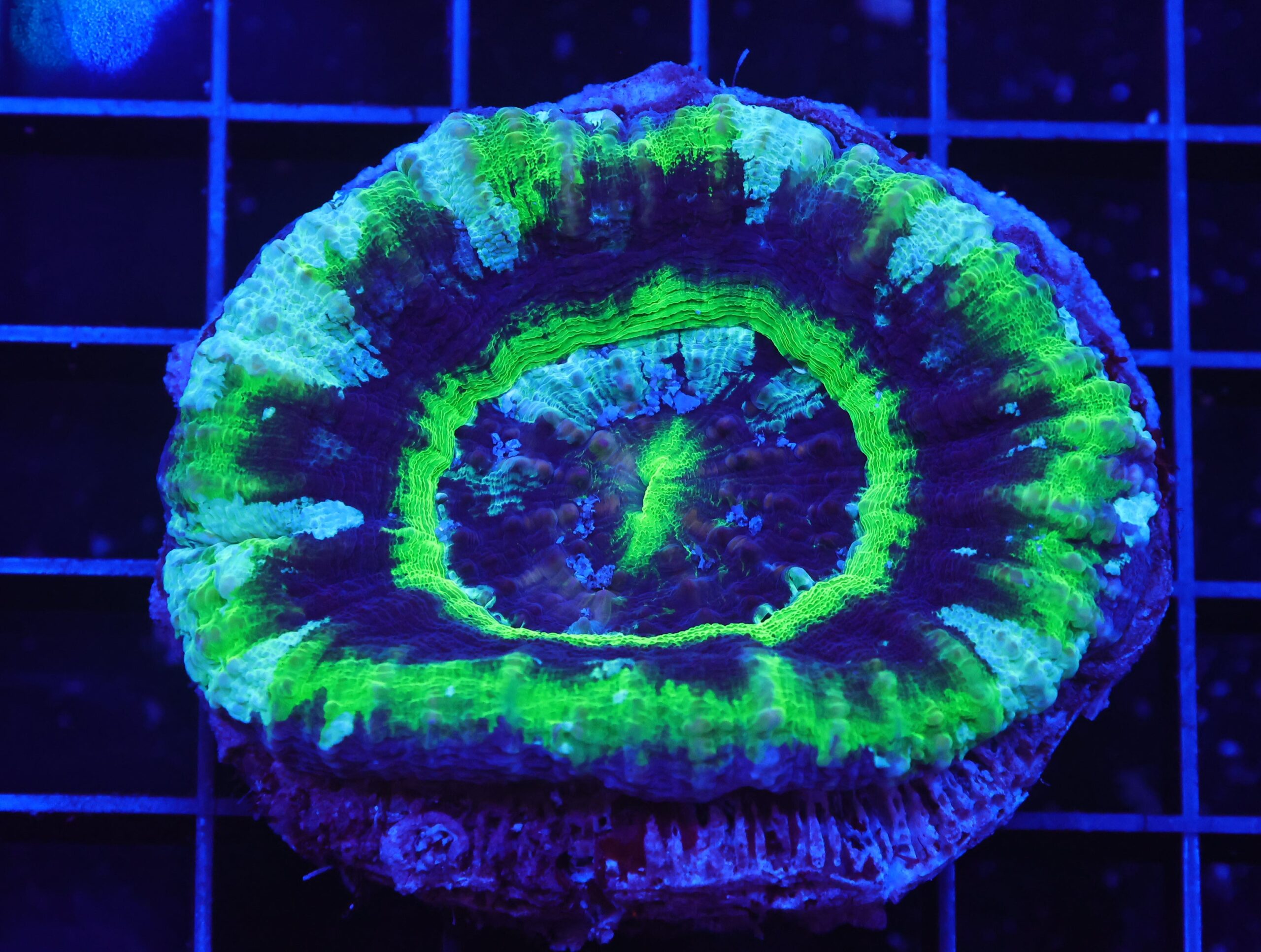 B81 -AUSSIE UFO SCOLYMIA AUSTRALIS