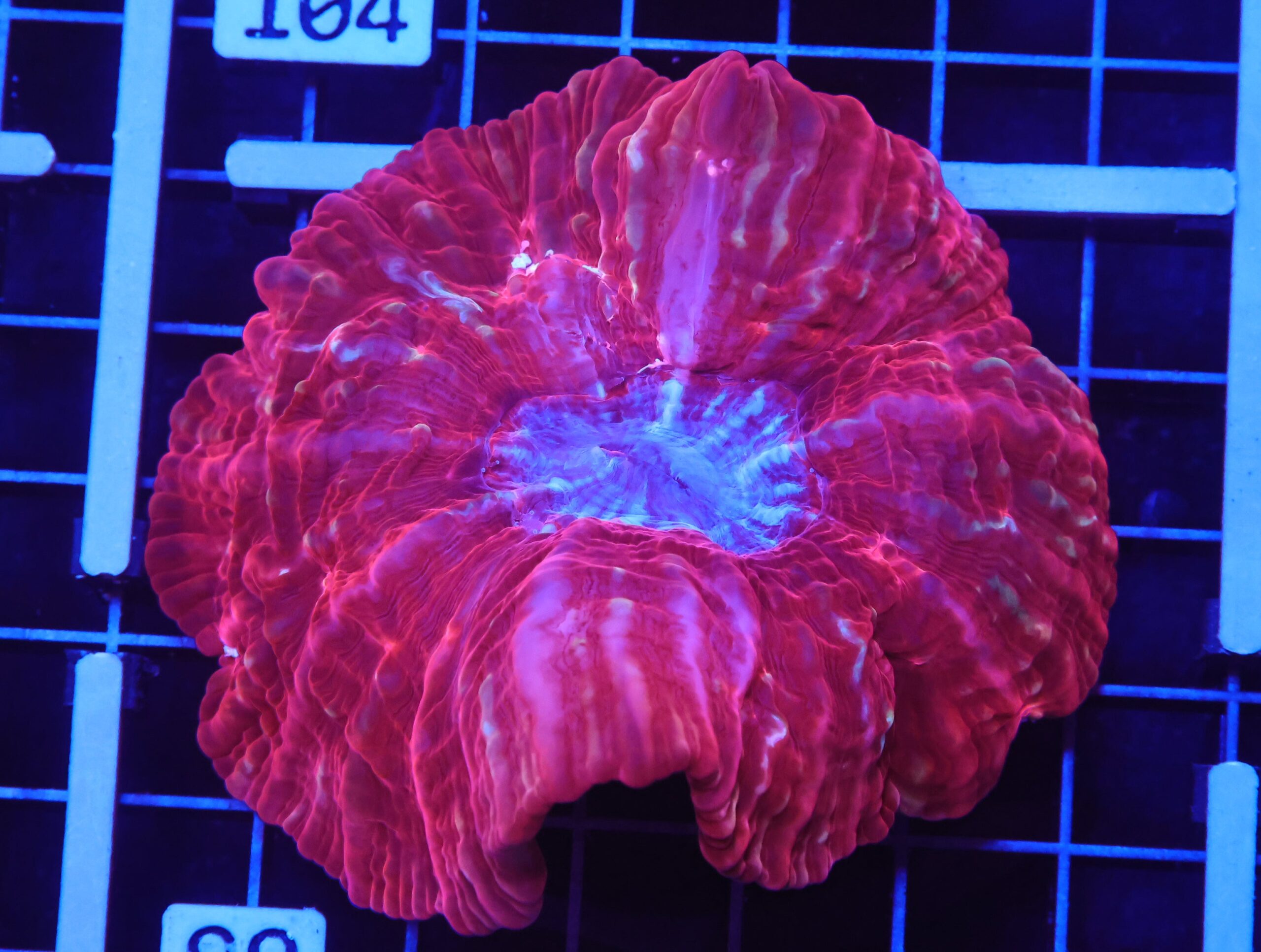 B99 -INDO QUEEN OF HEARTS CYNARINA MASTER GRADE