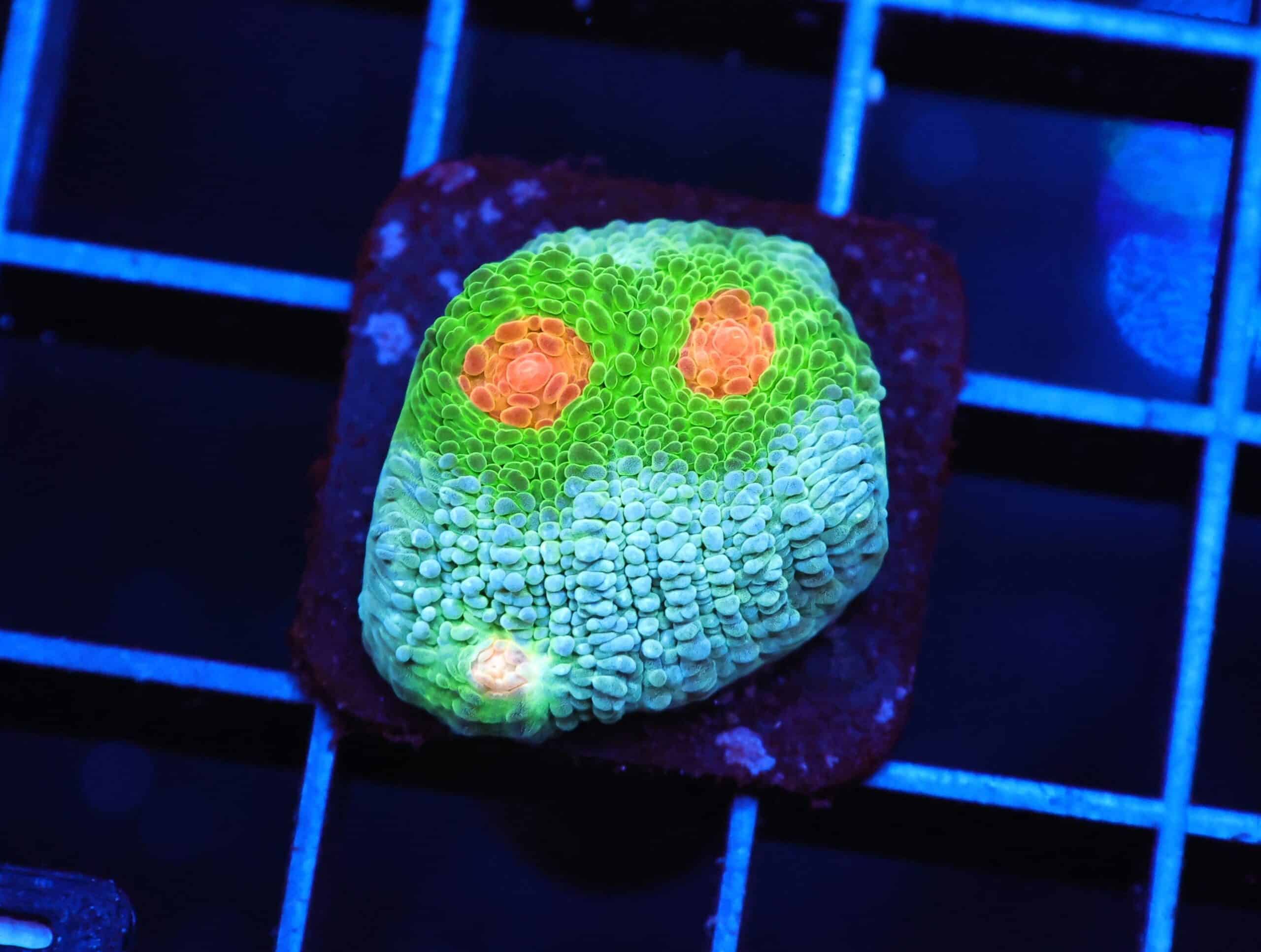 C105 - SDC BEACH PARTY CHALICE