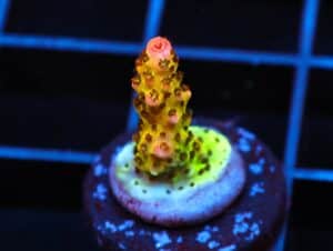 C120 - SDC SUPERNOVA ACRO