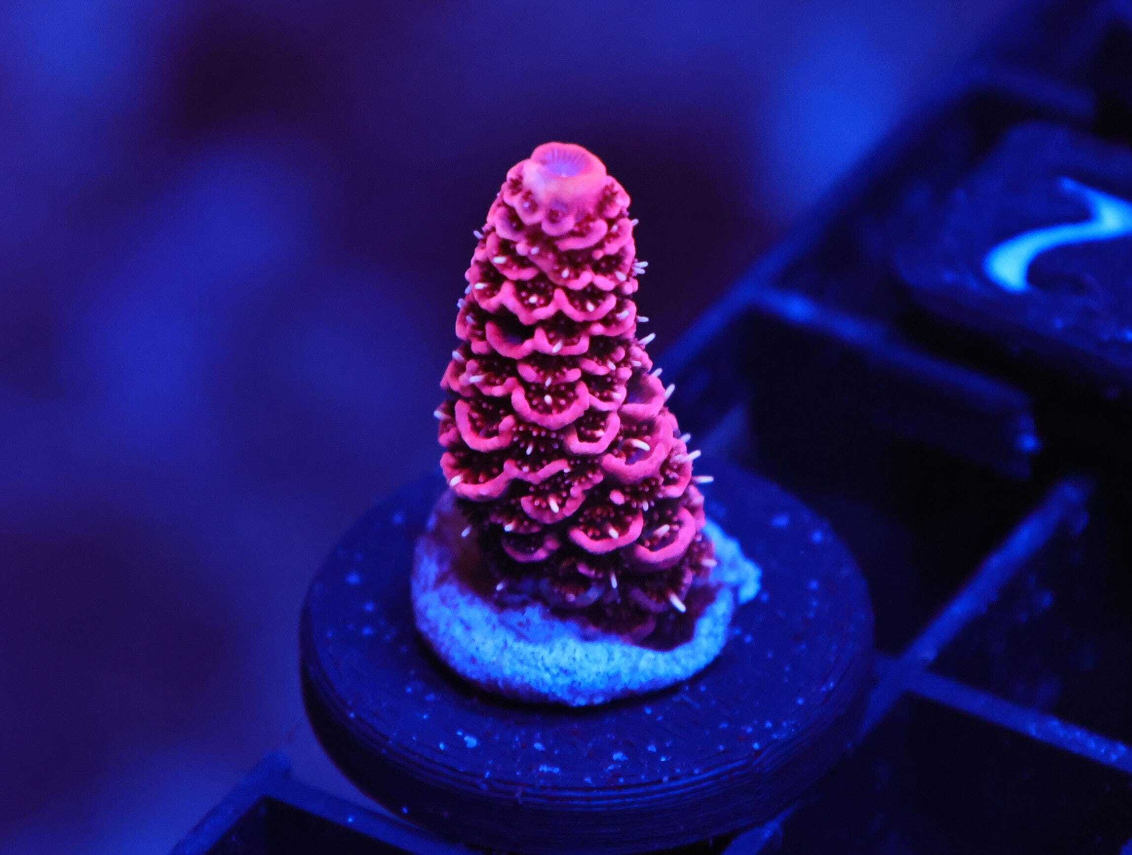 C242 - SDC SIDESHOW BOB ACRO