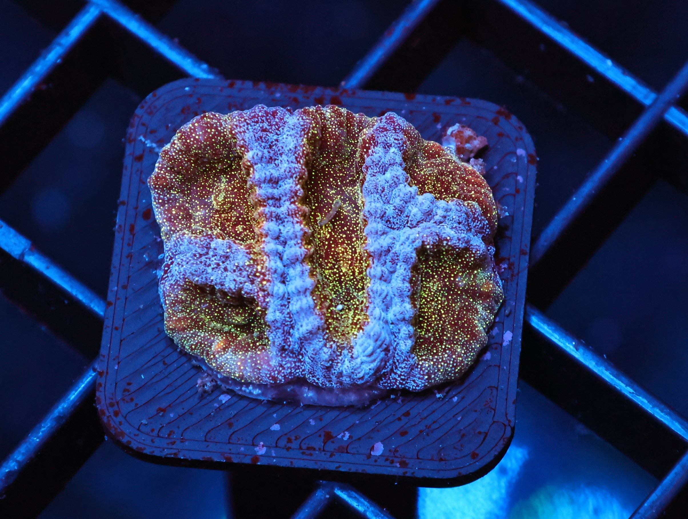 C65 - SDC SEASONS GREETING MONTIPORA