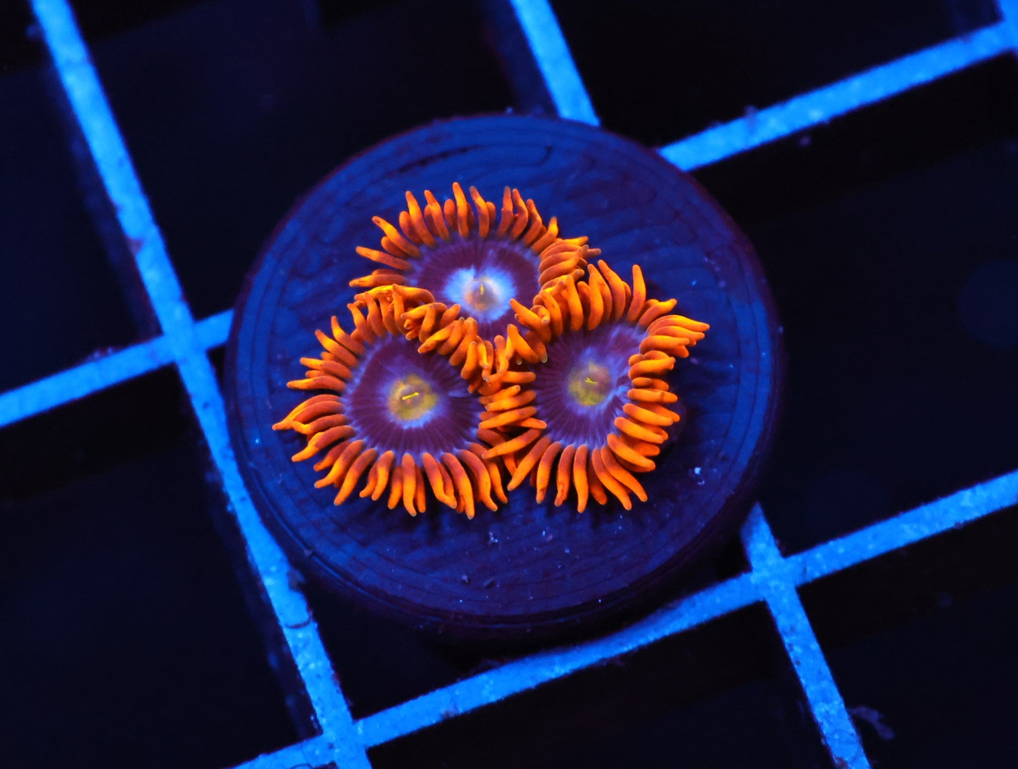 C94 - SDC FAVIA OF THE GODS