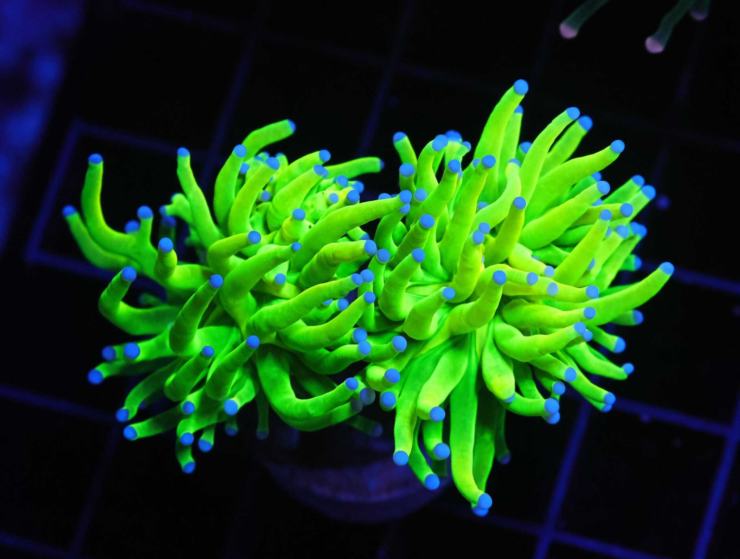 D06 - MALAYSIAN TORCH GREEN GRAIL 2 HEAD