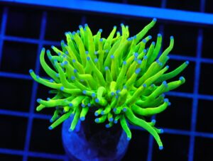 D102 - MALAYSIAN TORCH SKITTLES 1 HEAD