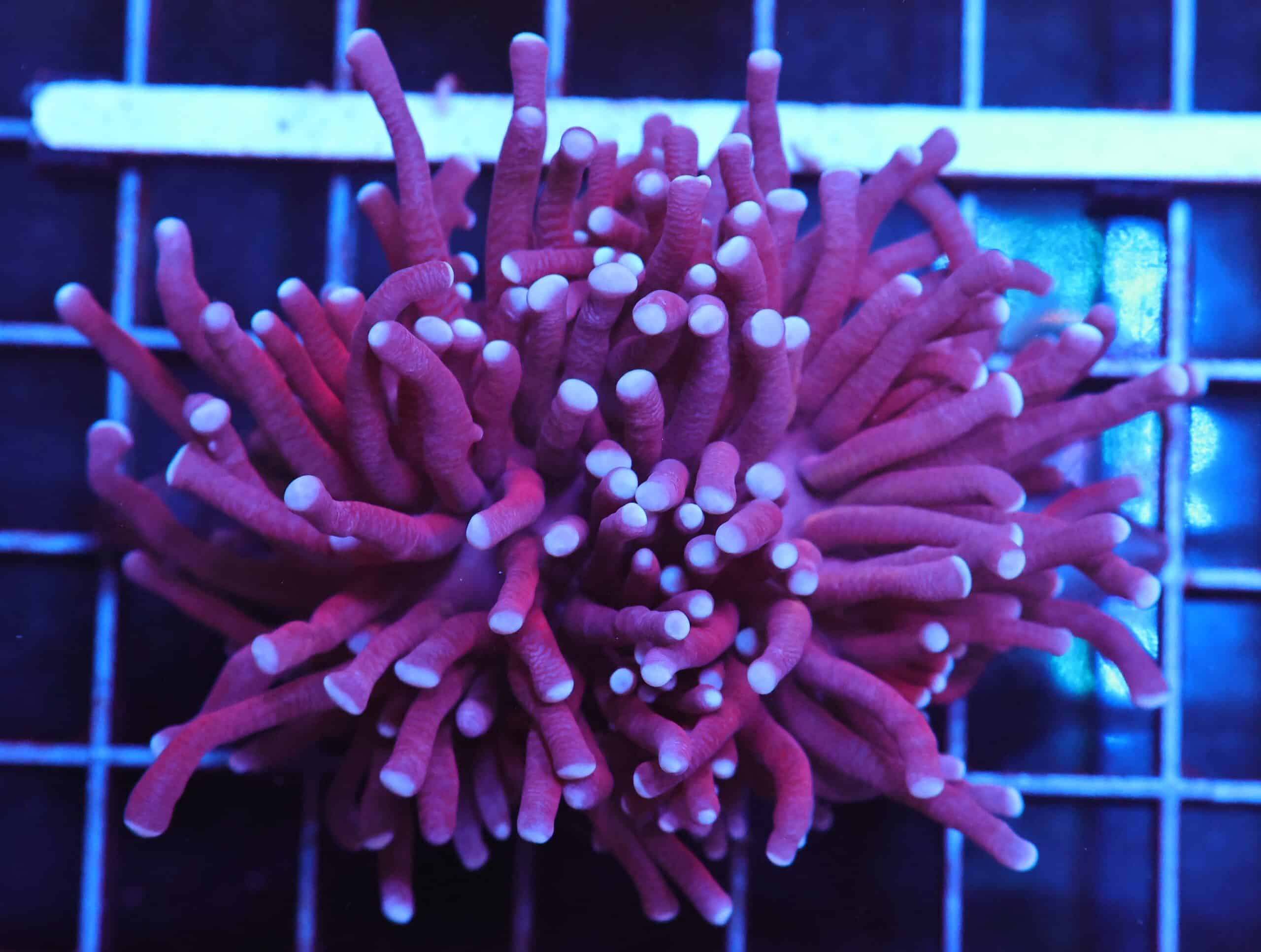 E02 - MALAYSIAN TORCH TODDS 1 HEAD