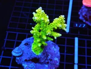 E121 - INDO ACRO PREMIUM CULTURED ML CONDITIONED