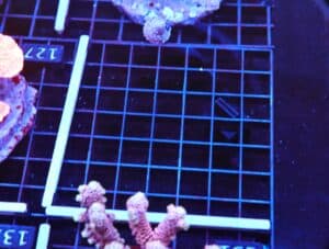 E126 - TONGA ACRO PREMIUM MILLE CULTURED LG