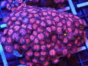 X113 - INDO SUPER PINK ZOA LG