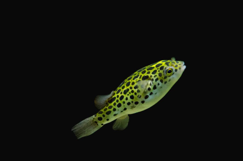 Puffer: Green Spotted