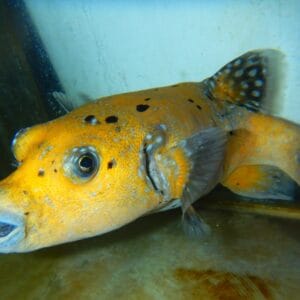 F07 - GOLD PUFFER XL