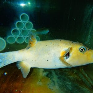 F11 - GOLD PUFFER XL