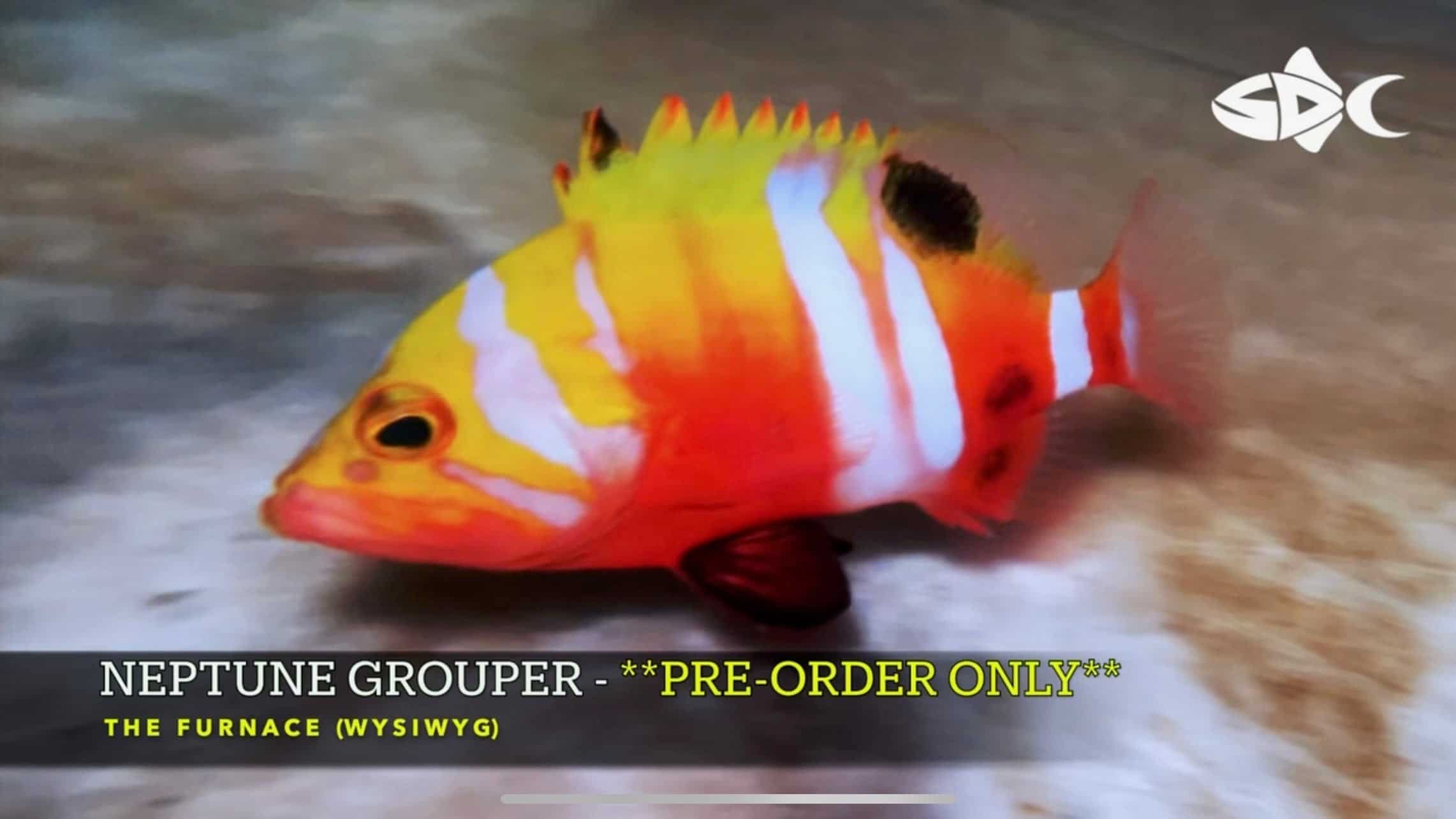 F28 - NEPTUNE GROUPER PREORDER ITEM