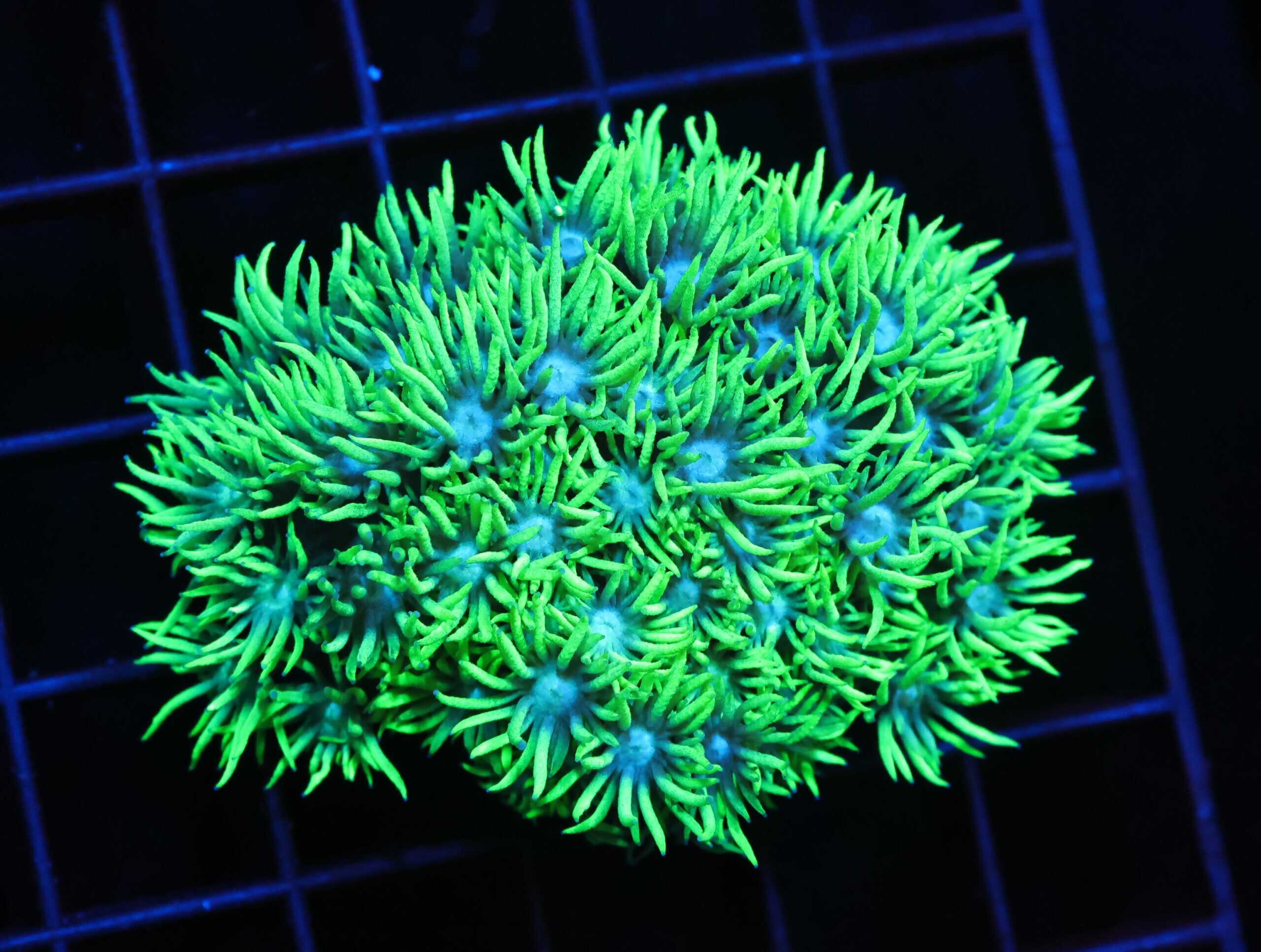 H05 - INDO HEART STOPPER GONIOPORA