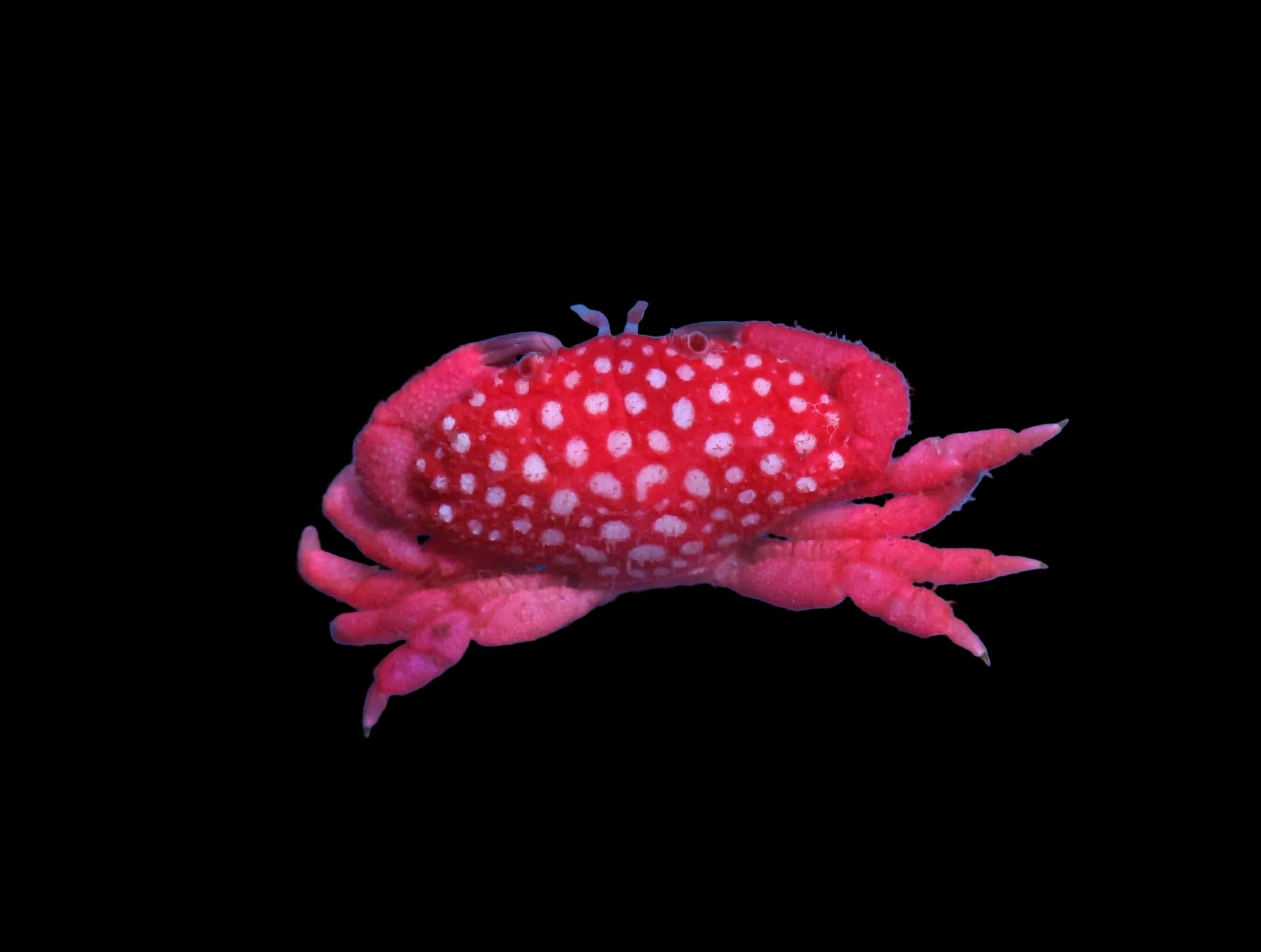 Crab: Strawberry (Algae Eater)