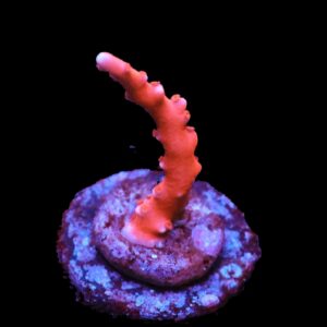 SDC Anacropora: Red TNT