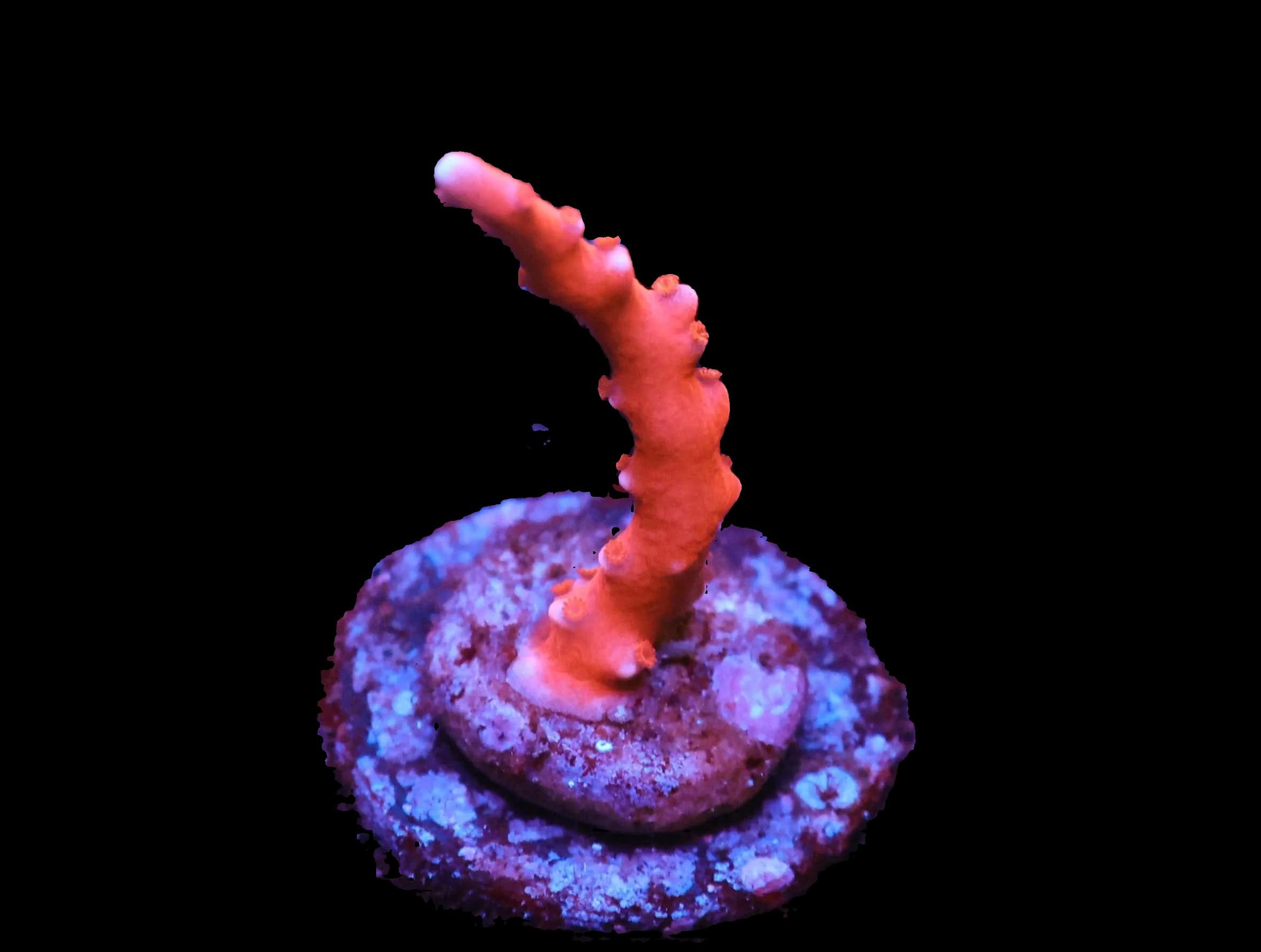 SDC Anacropora: Red TNT