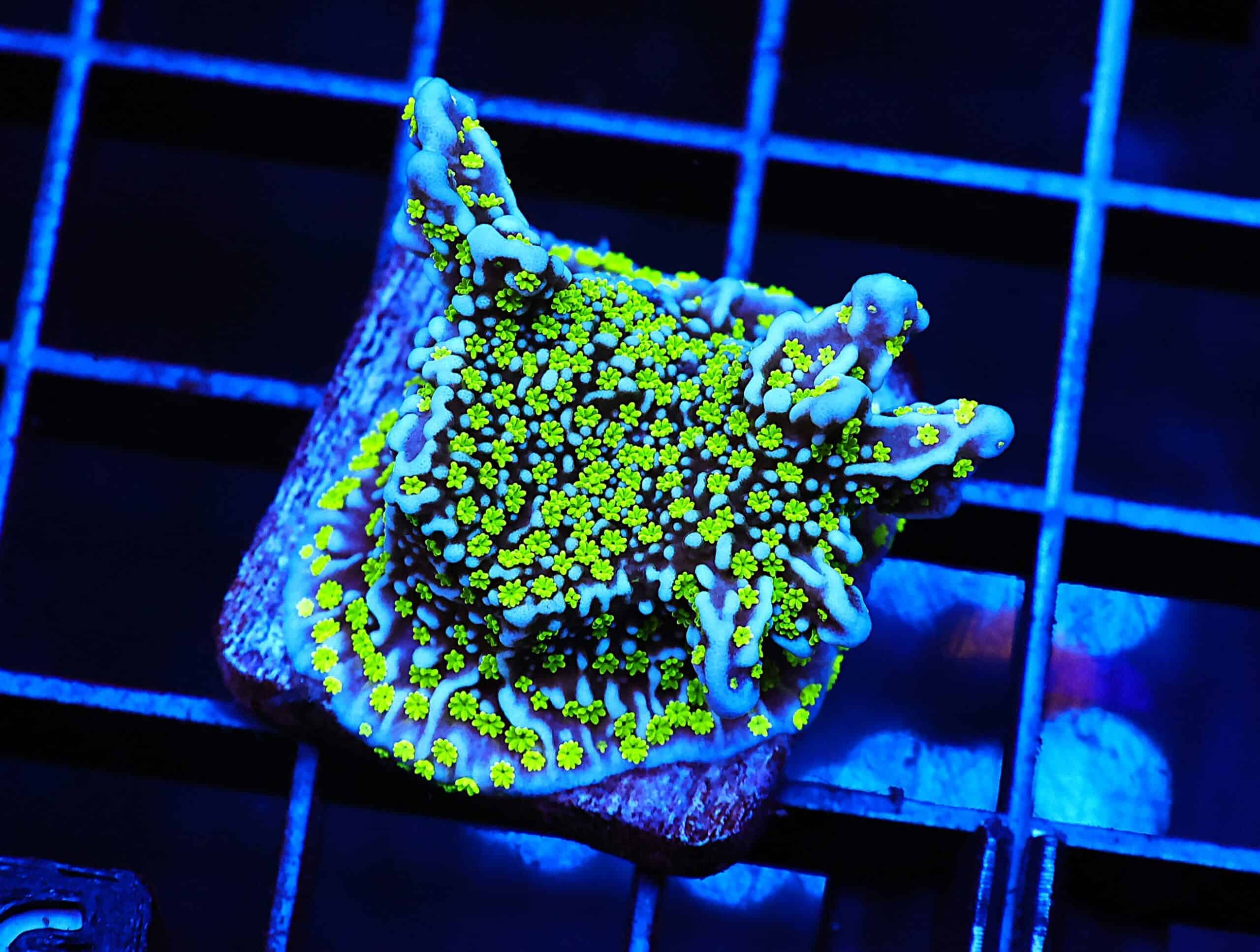 C106 - SDC TUBBS STELLATA XL FRAGS