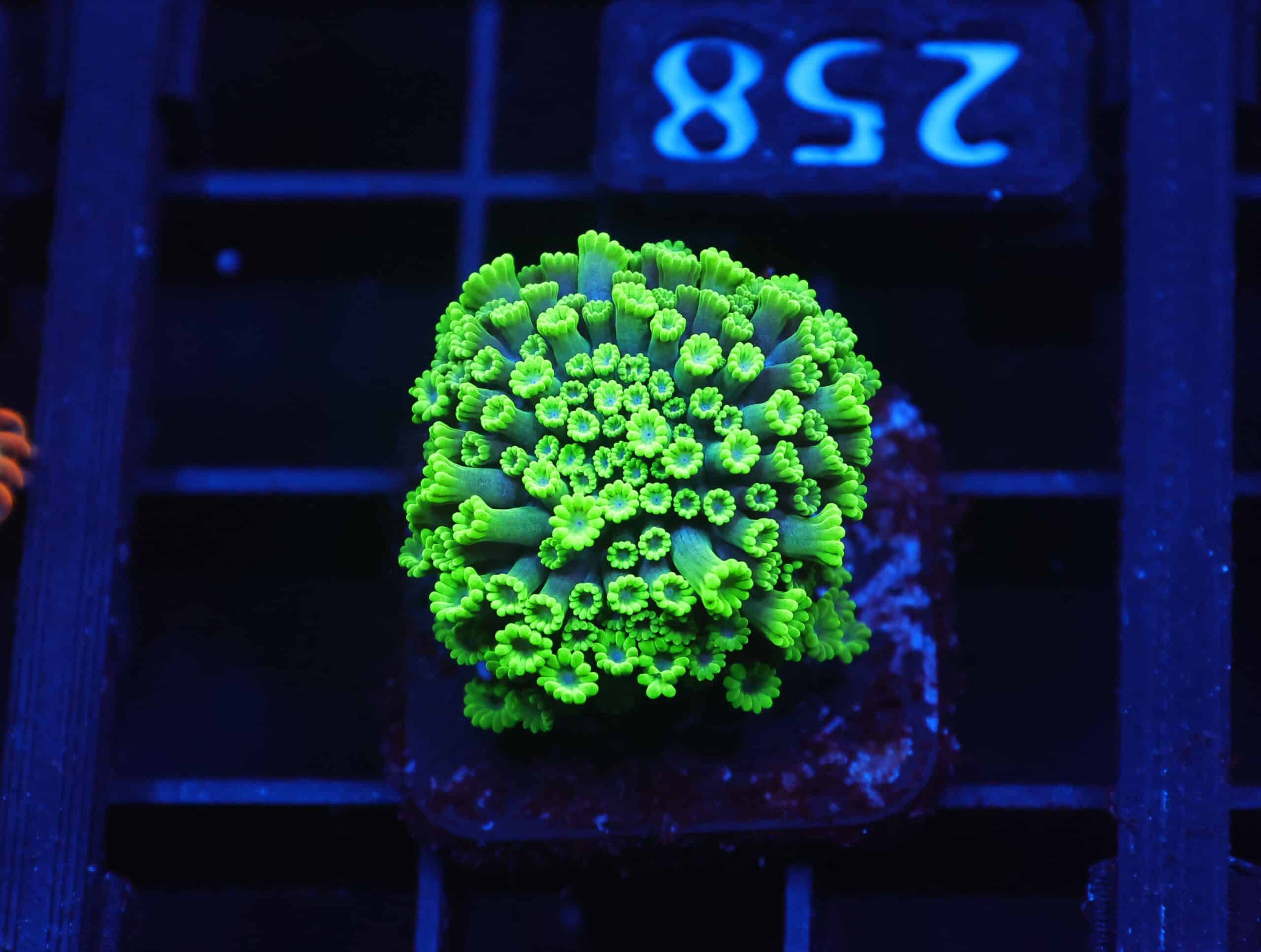 C258 - SDC ZEN GARDEN MICRO GONI