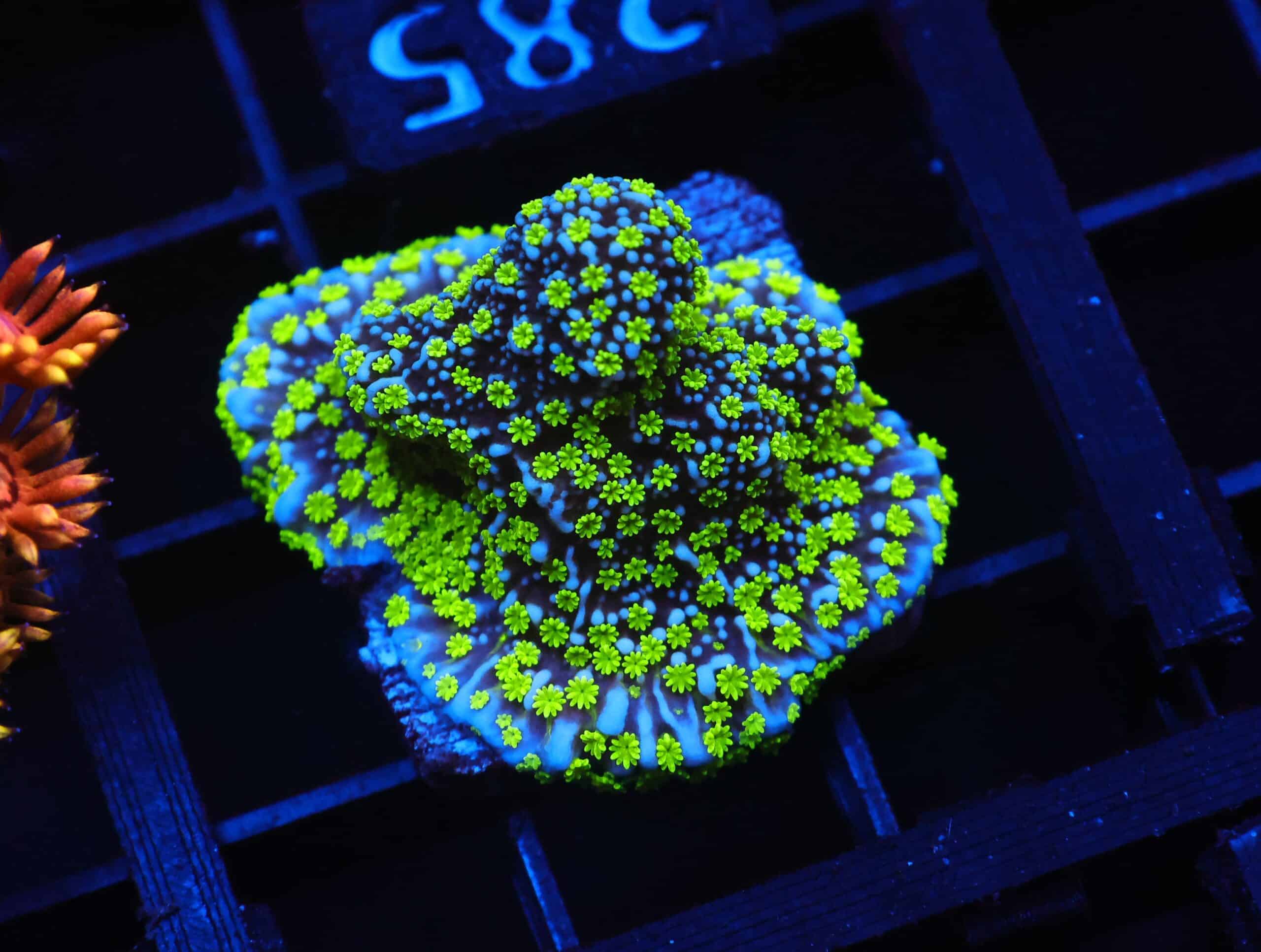 C285 - SDC TUBBS STELLATA XL FRAGS