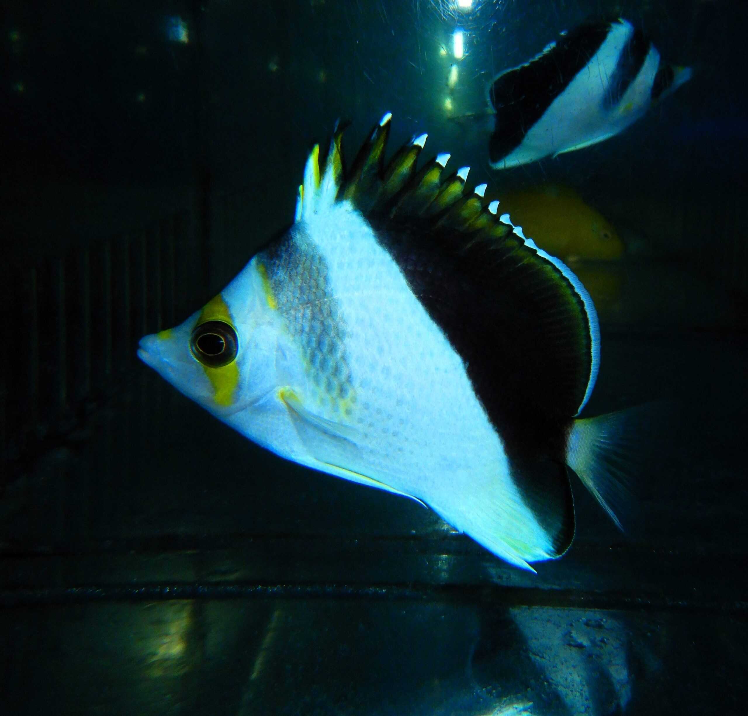 F03 - HYBRID BURGESS / TINKERI BUTTERFLY