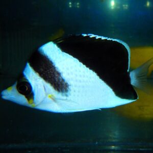 F04 - HYBRID BURGESS / TINKERI BUTTERFLY